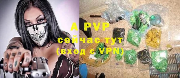 сатива Пересвет