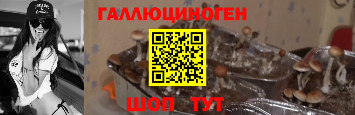Галлюциногенные грибы GOLDEN TEACHER Аксай